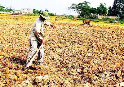 Drought is holding up the cultivation of summer-autumn rice crop in Dien Ban District of Quang Nam Province (Photo: SGGP)